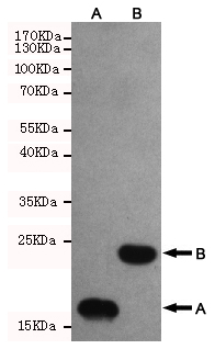 Western blot detection of Trx-tag in various bacterial lysates,which containing Trx-tagged proteins (Lane A and Lane B) using Trx-tag mouse mAb (1:1000 diluted).
