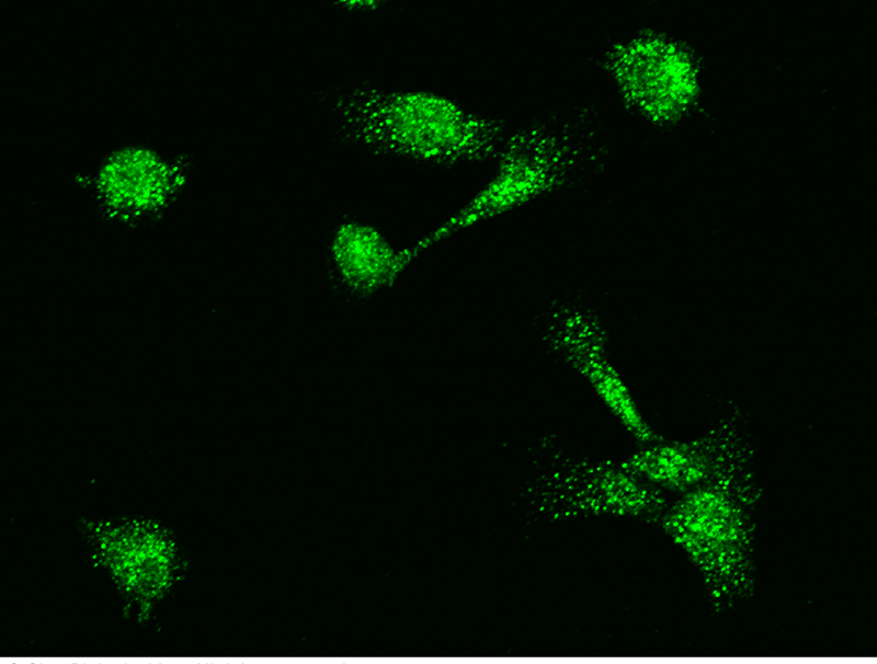 Human MBD3L1 Immunofluorescence(IF) 15859