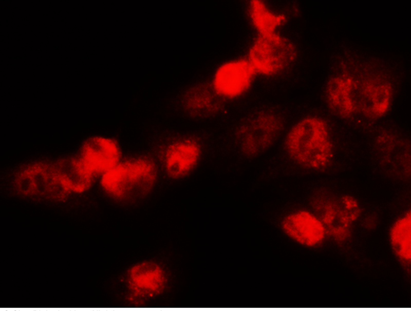 HNF4A Antibody, Rabbit PAb, Antigen Affinity Purified, Immunofluorescence