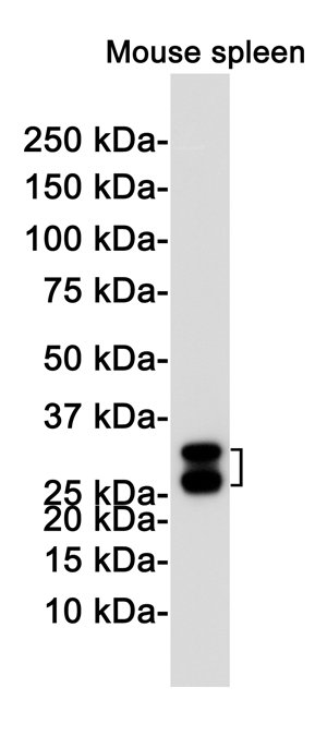 Western blot detection of Heme Oxygenase 1 in Mouse spleen lysates using Heme Oxygenase 1 Rabbit pAb(1:1000 diluted).Predicted band size:33KDa.Observed band size:33KDa.