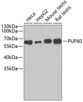 Western blot - PUF60 Polyclonal Antibody 