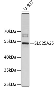 Western blot - SLC25A25 Polyclonal Antibody 