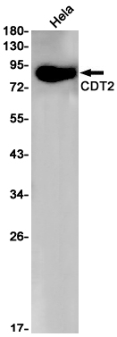 Western blot detection of CDT2 in Hela cell lysates using CDT2 Rabbit pAb(1:1000 diluted).Predicted band size:80kDa.Observed band size:80kDa.