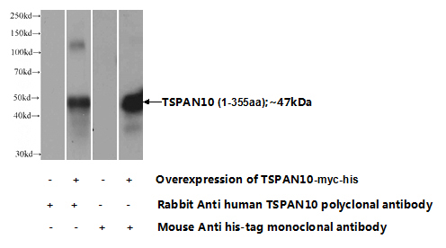 Transfected HEK-293 cells were subjected to SDS PAGE followed by western blot with Catalog No:116441(TSPAN10 Antibody) at dilution of 1:1000