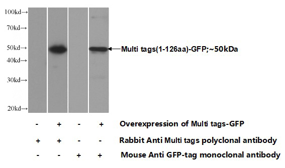 Transfected HEK-293 cells were subjected to SDS PAGE followed by western blot with Catalog No:112895(V5 tag Antibody) at dilution of 1:10000