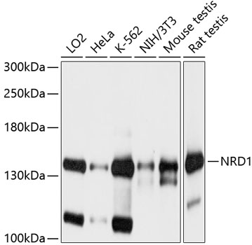 Western blot - NRD1 Polyclonal Antibody 