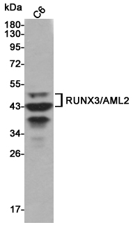 Western blot detection of RUNX3/AML2 in C6 cell lysates using RUNX3/AML2 mouse mAb (1:5000 diluted).Predicted band size:44KDa.Observed band size:43~48KDa.