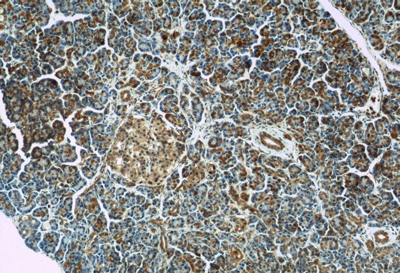 Immunohistochemistry of paraffin-embedded human pancreas slide using Catalog No:110935(GEFT-Specific Antibody) at dilution of 1:100