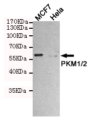 Western blot detection of PKM1/2 in MCF7 cell lysates which is positive expression and in Hela cell lysates which is negative expression using PKM1/2 rabbit pAb (1:1000 diluted).Predicted band size:60KDa.Observed band size:60KDa.