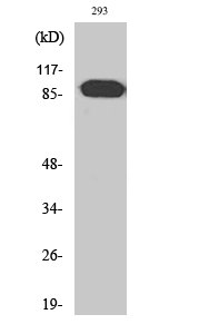 Fig1:; Western Blot analysis of various cells using ARHGEF19 Polyclonal Antibody