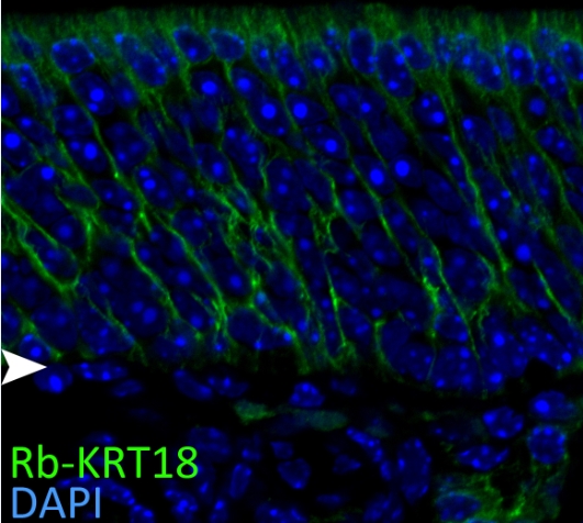 IF result of CK18 antibody (Catalog No:109800, 1:50) with 1% PLP fixed the apical sustentacular cells of adult mouse olfactory epithelium. (Green: CK18; Blue: DAPI). Basal lamina is marked by an arrow head. By Brian Lin, Tufts University.