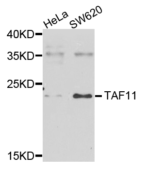 Western blot - TAF11 Polyclonal Antibody 