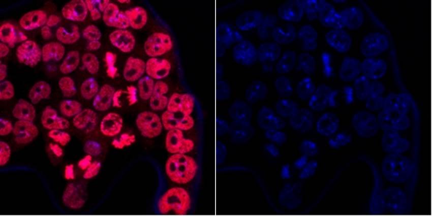 Fig2: ICC staining DPY30 in F9 cells (red). Cells were fixed in paraformaldehyde, permeabilised with 0.25% Triton X100/PBS and counterstained with DAPI in order to highlight the nucleus (blue).