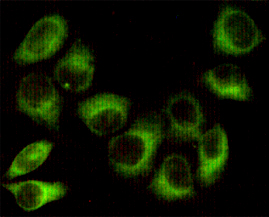 Immunocytochemistry staining of HeLa cells fixed with 1% Paraformaldehyde and using AMPK beta 1 mouse mAb (dilution 1:100).