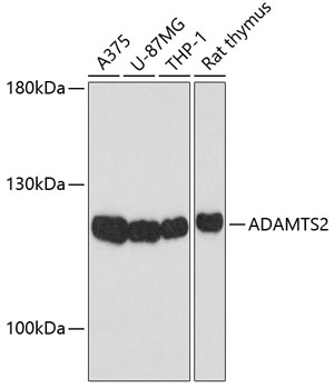 Western blot - ADAMTS2 Polyclonal Antibody 
