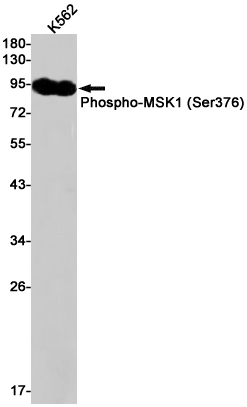 Western blot detection of Phospho-MSK1 (Ser376) in K562 cell lysates using Phospho-MSK1 (Ser376) Rabbit pAb(1:1000 diluted).Predicted band size:90kDa.Observed band size:90kDa.
