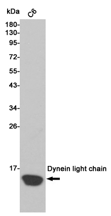 Western blot analysis of extracts from C6 cell lysates using Dynein light chain mouse mAb (1:500 diluted).Predicted band size:12KDa.Observed band size:12KDa.