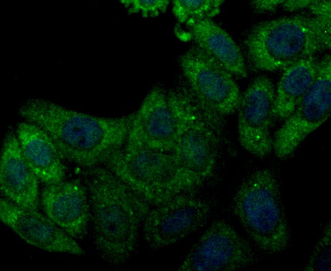 Fig2: ICC staining CACNG5 in HepG2 cells (green). The nuclear counter stain is DAPI (blue). Cells were fixed in paraformaldehyde, permeabilised with 0.25% Triton X100/PBS.