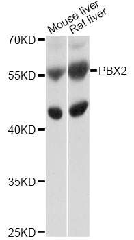 Western blot - PBX2 Polyclonal Antibody 
