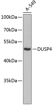 Western blot - DUSP4 Polyclonal Antibody 
