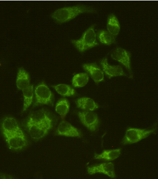 Immunocytochemistry staining of HeLa cells fixed with 4% Paraformaldehyde and using anti-AIF mouse mAb (dilution 1:200).