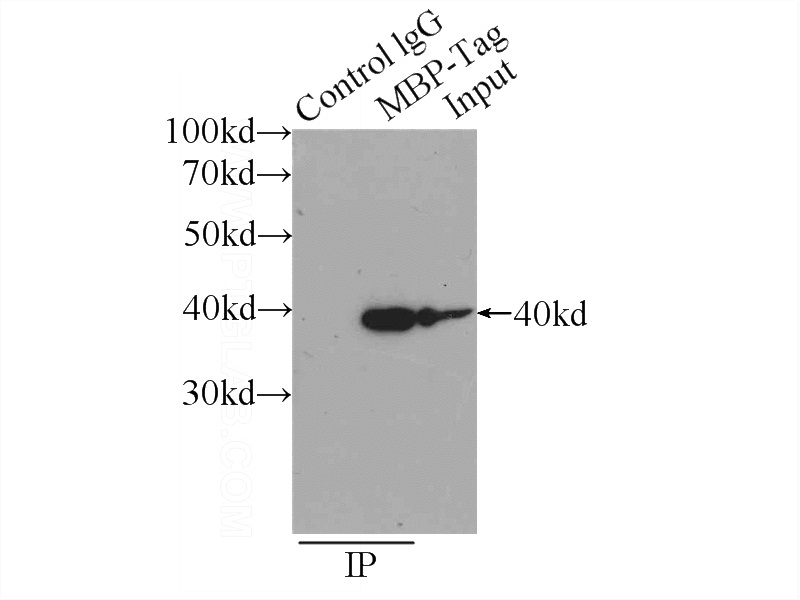 IP Result of anti-MBP-Tag (IP:Catalog No:117330, 5ug; Detection:Catalog No:117330 1:20000) with Recombinant protein protein lysate 800ug.