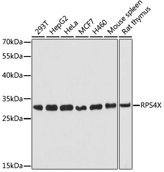 Western blot - RPS4X Polyclonal Antibody 