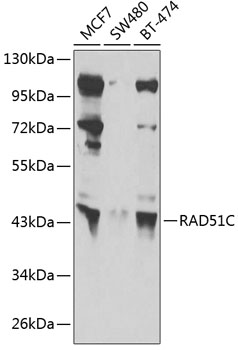 Western blot - RAD51C Polyclonal Antibody 