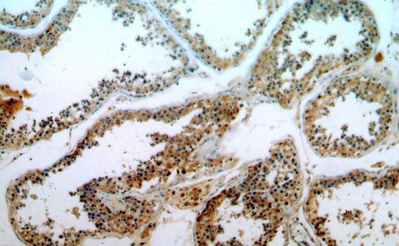 Immunohistochemical of paraffin-embedded human testis using Catalog No:110230(ELOVL2 antibody) at dilution of 1:50 (under 10x lens)