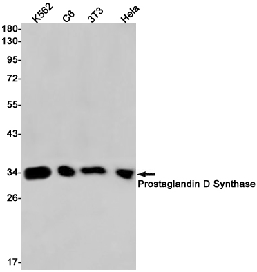 Western blot detection of Prostaglandin D Synthase in K562,C6,3T3,Hela cell lysates using Prostaglandin D Synthase Rabbit pAb(1:1000 diluted).Predicted band size:21kDa.Observed band size:26kDa.