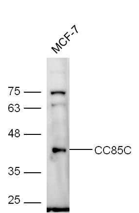 Fig1: Sample:; MCF-7 Cell (Human) Lysate at 30 ug; Primary: Anti-CC85C at 1/300 dilution; Secondary: IRDye800CW Goat Anti-Rabbit IgG at 1/20000 dilution; Predicted band size: 45 kD; Observed band size: 45 kD