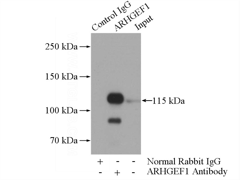IP Result of anti-ARHGEF1 (IP:Catalog No:108182, 4ug; Detection:Catalog No:108182 1:1000) with HEK-293 cells lysate 2800ug.