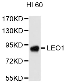 Western blot - LEO1 Polyclonal Antibody 