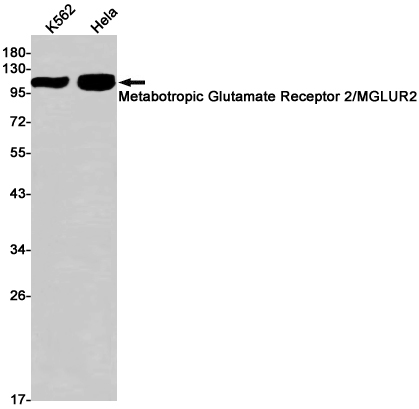 Western blot detection of Metabotropic Glutamate Receptor 2 in K562,Hela cell lysates using Metabotropic Glutamate Receptor 2 Rabbit pAb(1:1000 diluted).Predicted band size:99kDa.Observed band size:99kDa.