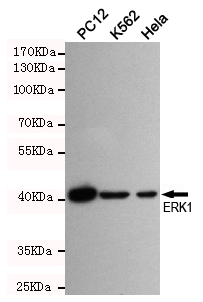 Western blot detection of ERK1 in PC12,K562 and Hela cell lysates using ERK1 mouse mAb (dilution 1:500).Predicted band size:44KDa.Observed band size:44KDa.
