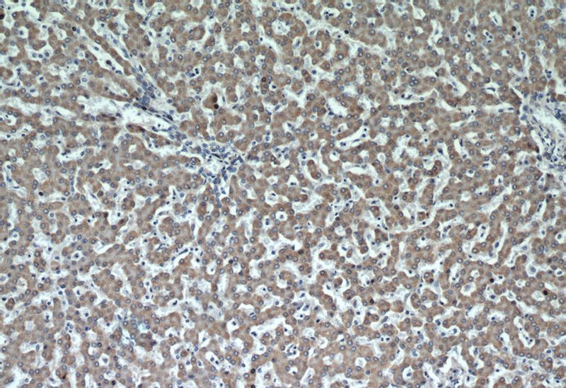 Immunohistochemical of paraffin-embedded human liver using Catalog No:109591(CSAD antibody) at dilution of 1:50 (under 10x lens)