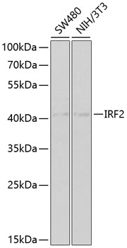 Western blot - IRF2 Polyclonal Antibody 