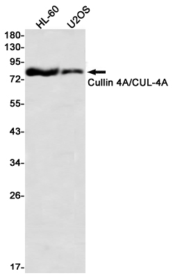 Western blot detection of Cullin 4A/CUL-4A in HL-60,U2OS using Cullin 4A/CUL-4A Rabbit mAb(1:1000 diluted)