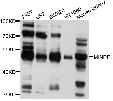 Western blot - MINPP1 Polyclonal Antibody 