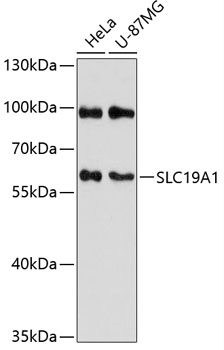 Western blot - SLC19A1 Polyclonal Antibody 