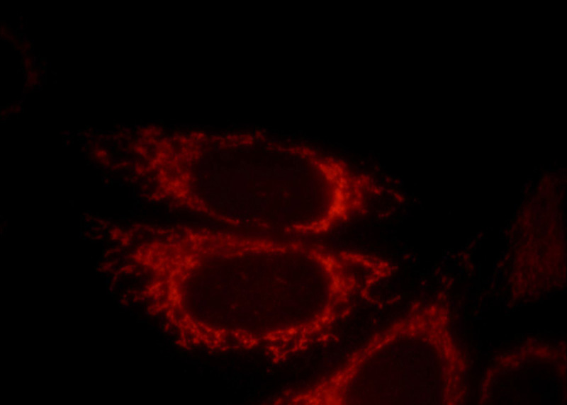 Immunofluorescent analysis of HepG2 cells, using DNAJC19 antibody Catalog No:110107 at 1:25 dilution and Rhodamine-labeled goat anti-rabbit IgG (red).