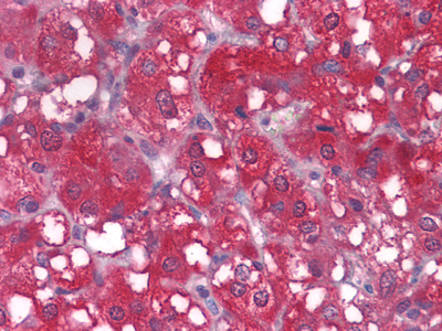 Immunohistochemical analysis of paraffin-embedded human LAdrenal tissues using WNT1 mouse mAb