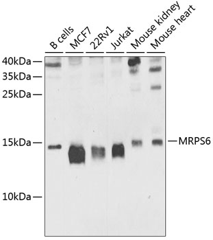 Western blot - MRPS6 Polyclonal Antibody 