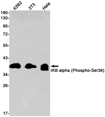 Western blot detection of IKB alpha (Phospho-Ser36) in K562,3T3,Hela cell lysates using IKB alpha (Phospho-Ser36) Rabbit pAb(1:1000 diluted).Predicted band size:36kDa.Observed band size:39kDa.