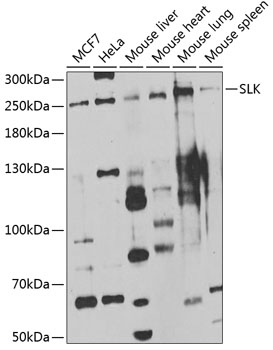 Western blot - SLK Polyclonal Antibody 