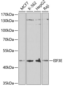 Western blot - EIF3E Polyclonal Antibody 