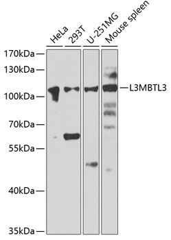 Western blot - L3MBTL3 Polyclonal Antibody 