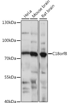 Western blot - C18orf8 Polyclonal Antibody 