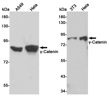 Western blot detection of γ-Catenin in A549,Hela and 3T3 cell lysates using γ-Catenin mouse mAb (1:1000 diluted).Predicted band size:82KDa.Observed band size:82KDa.