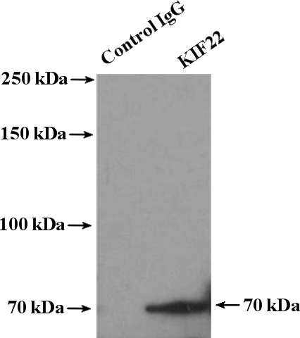 IP Result of anti-KIF22 (IP:Catalog No:112007, 4ug; Detection:Catalog No:112007 1:300) with HeLa cells lysate 4000ug.